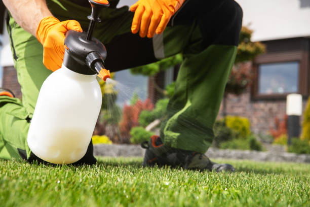 Best Flea Control Services  in Manitou Springs, CO