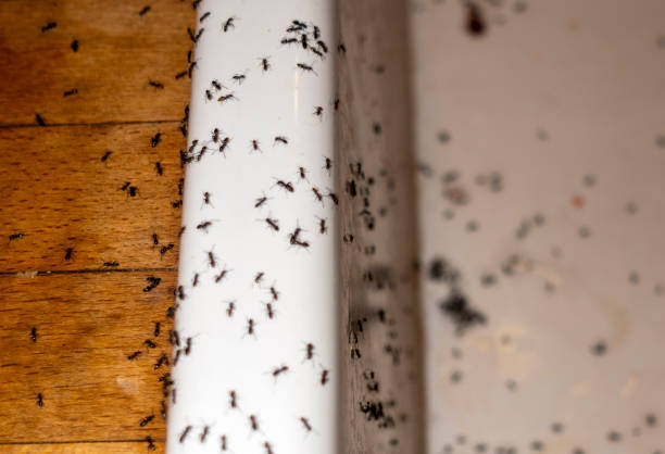 Best Local Pest Control Services  in Manitou Springs, CO