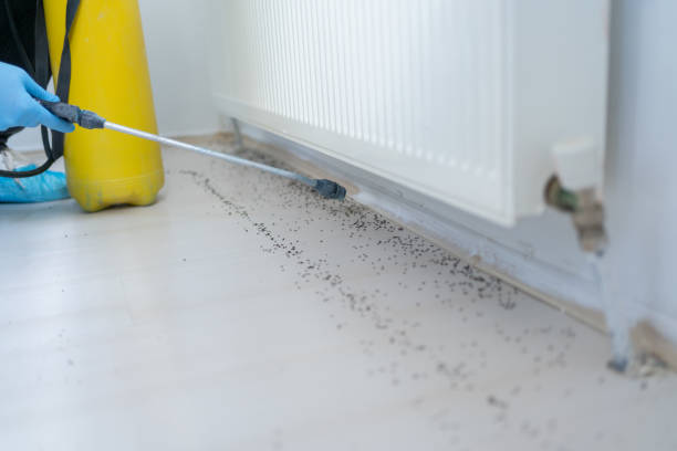 Best Wasp Removal Services  in Manitou Springs, CO